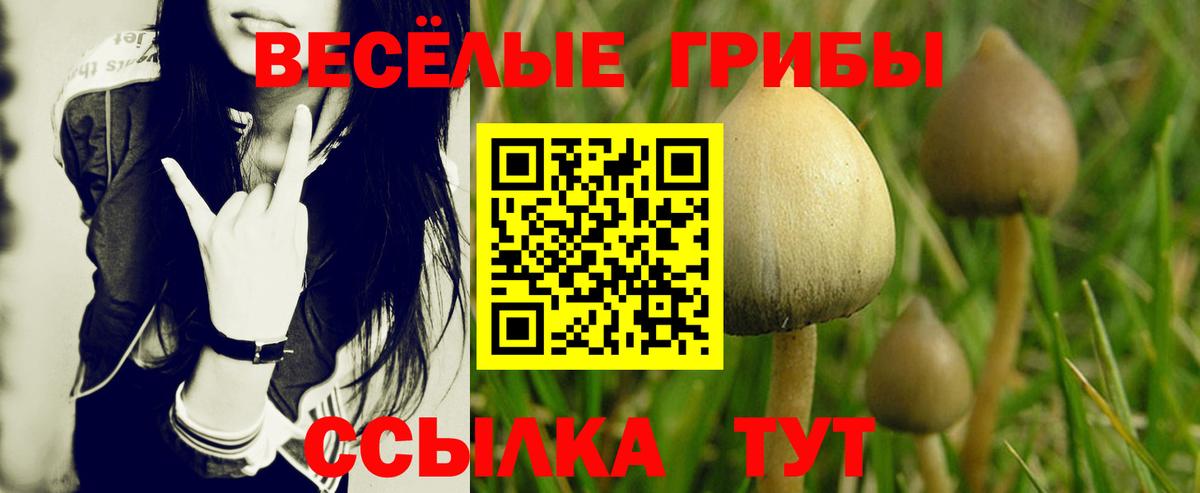 Псилоцибиновые грибы ЛСД  Вход с VPN  Псилоцибиновые грибы Psilocybe  Новоалександровск 